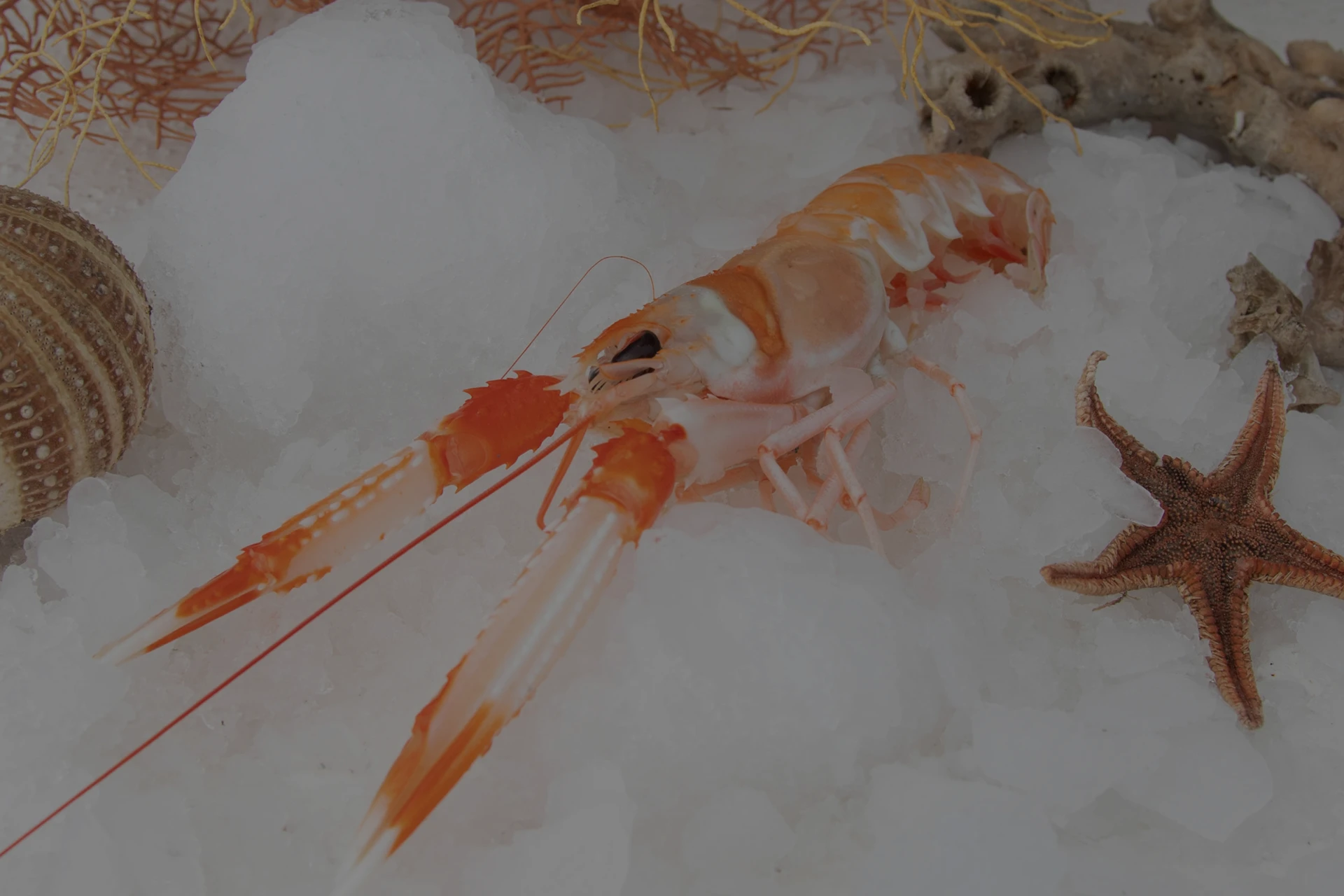 Imagen de una cigala de Motril sobre hielo de conservación y acompañada de una decoración de estrellas de mar, diferentes tipos de corales y conchas